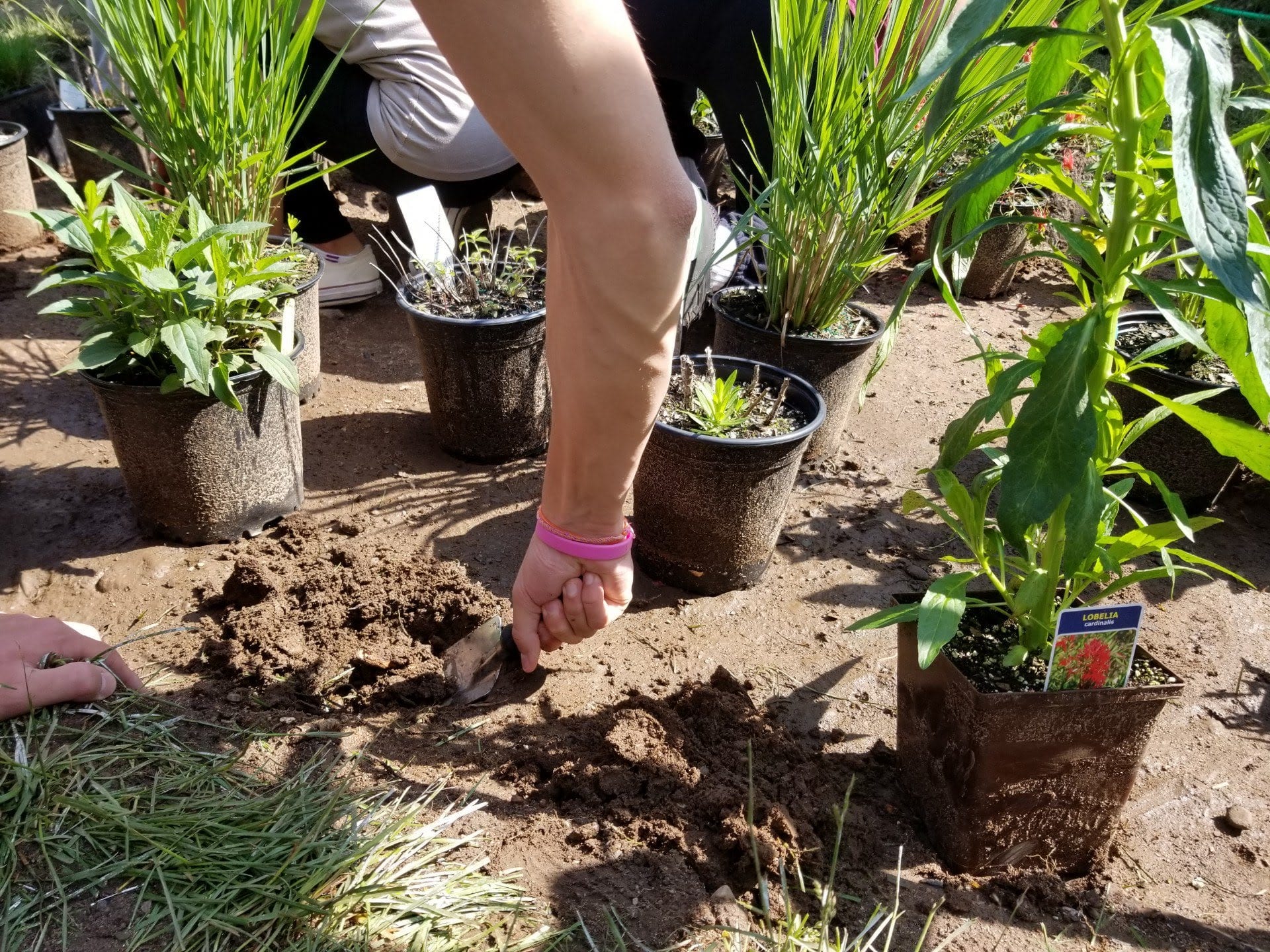 Vegetable Gardening - NHS New Haven