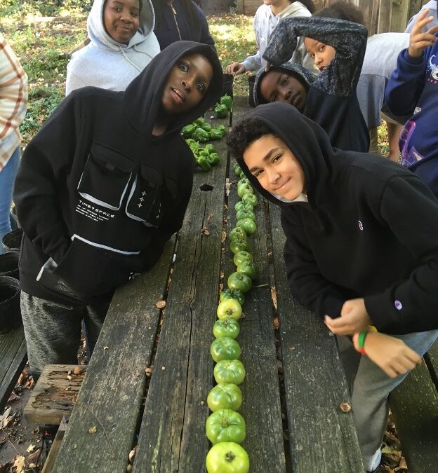 A Season of Urban Organic Food Production